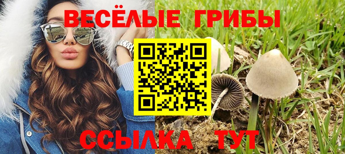 Кизилюрт  Псилоцибиновые грибы мухоморы  Вход с VPN 
